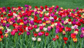 I migliori campi di tulipani “you pick” in Italia per i fiori più belli