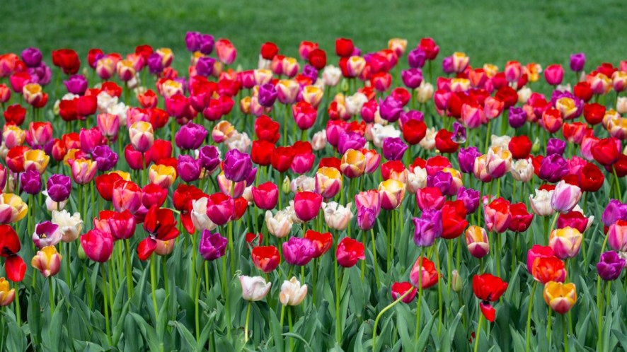 I migliori campi di tulipani “you pick” in Italia per i fiori più belli