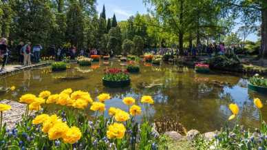 Festival Tulipanomania 2026, al Giardino Sigurtà inizia la fioritura di tulipani più bella d’Italia
