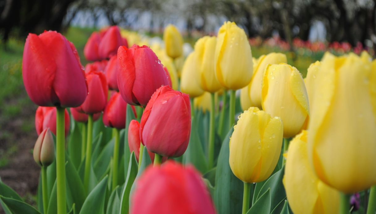 Tulipani rossi e gialli