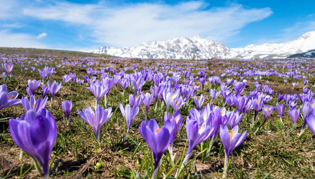 Campo Imperatore e la fioritura dei crochi viola