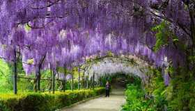 Fioriscono i glicini a Villa Bardini, la primavera a Firenze diventa poesia