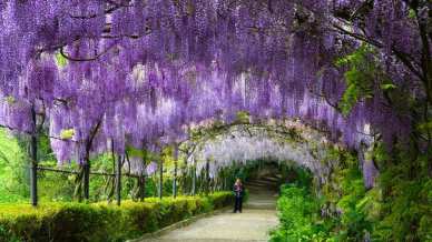 Fioriscono i glicini a Villa Bardini, la primavera a Firenze diventa poesia