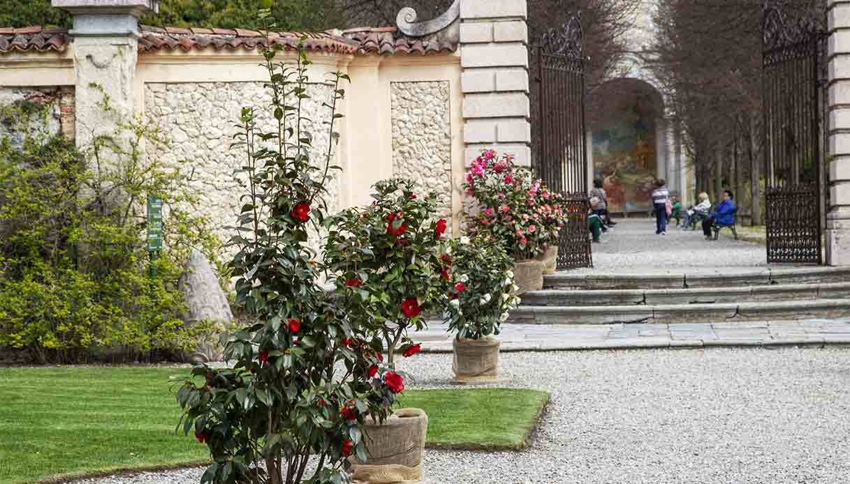 Giornate-delle-Camelie-a-Villa-Della-Porta-Bozzolo-Casalzuigno-(VA)