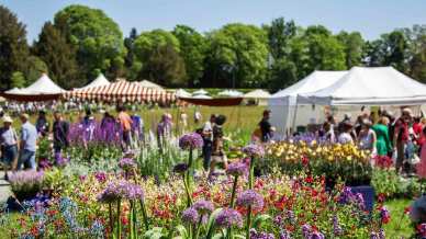 Fiori in festa: dai parchi ai giardini, gli eventi dove ammirare le più belle fioriture di primavera