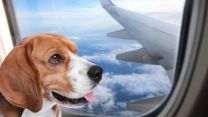 Aeroitalia rivoluziona i voli pet-friendly: cani in cabina fino a 30 kg