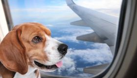 Aeroitalia rivoluziona i voli pet-friendly: cani in cabina fino a 30 kg