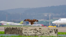 Perché in alcuni aeroporti ci sono davvero i falchi: ecco a cosa servono