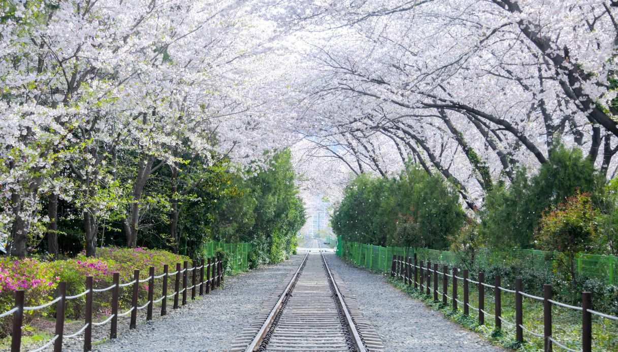 La fioritura a Jinhae in Corea del Sud