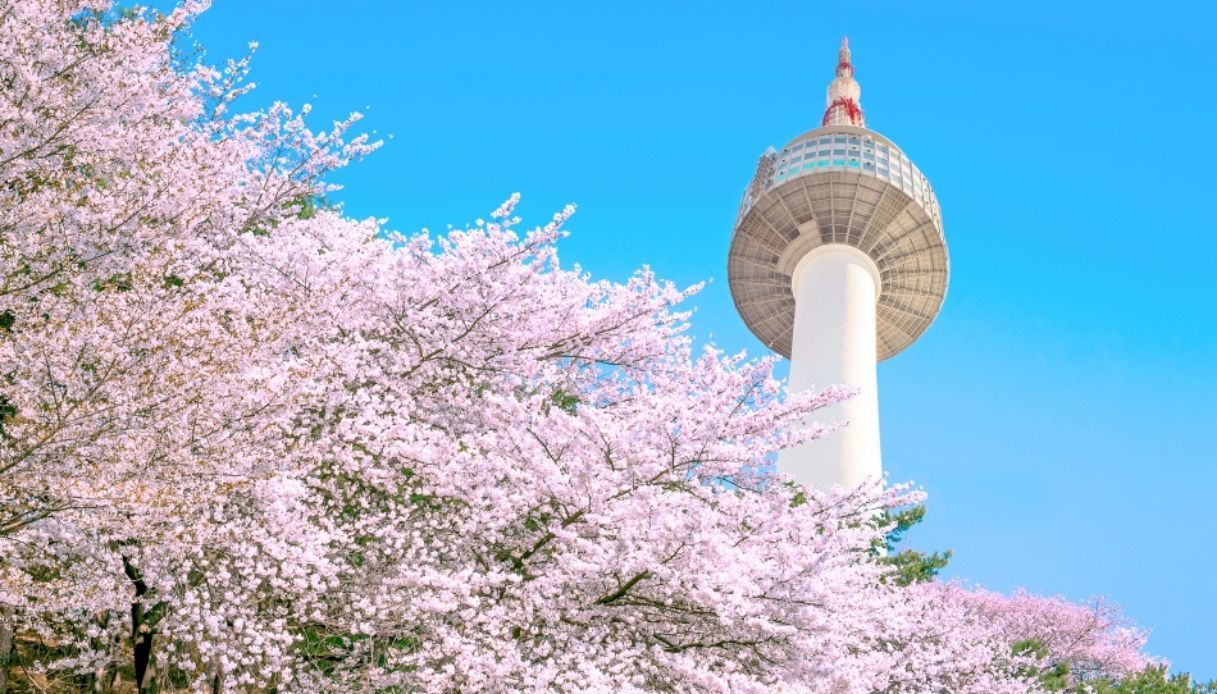 Fioritura dei ciliegi a Seoul vicino alla N Seoul Tower