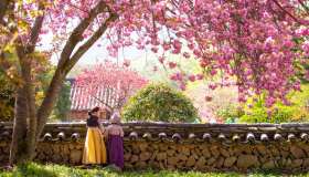 Non solo Giappone: le fioriture di primavera in Corea sono pura magia