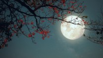 Il 1° maggio arriva la Luna dei Fiori (Flower Moon), la microluna nel segno dello Scorpione