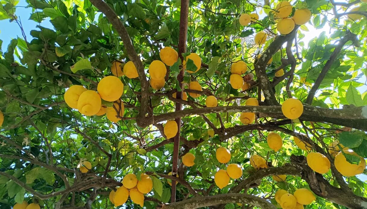 procida giardini mediterranei primavera