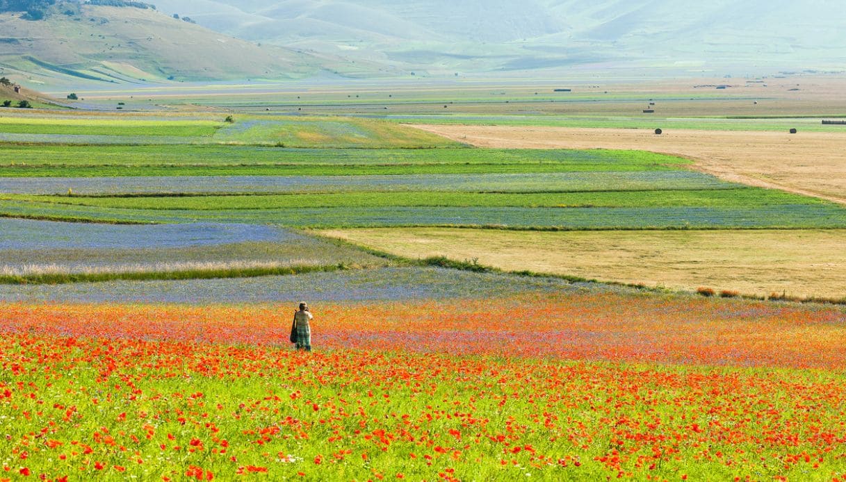 La spettacolare fioritura a Castelluccio di Norcia, Umbria