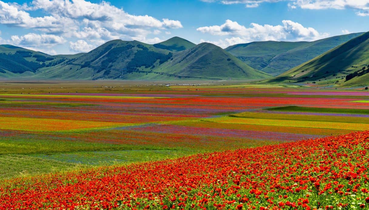 https://siviaggia.it/wp-content/uploads/sites/2/2026/05/Fioritura-Castelluccio-di-Norcia.jpg