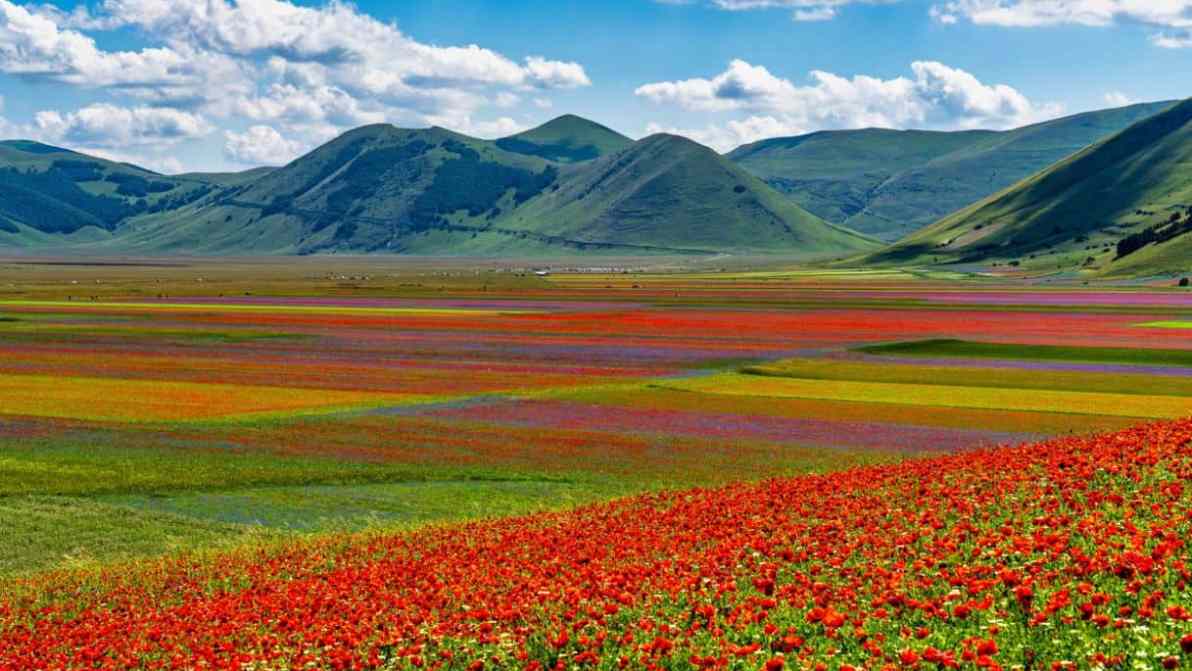 Castelluccio di Norcia si trasforma in un dipinto: la fioritura 2026