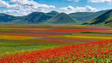 Castelluccio di Norcia si trasforma in un dipinto: la fioritura 2026