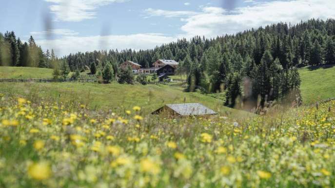 Malghe in Fiore 2026, primavera tra escursioni, sapori e sostenibilità in Alto Adige