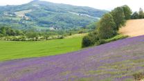 Monferrato, la Provenza d’Italia, si tinge di lilla: dove ammirare i campi di lavanda