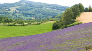 Monferrato, la Provenza d’Italia, si tinge di lilla: dove ammirare i campi di lavanda