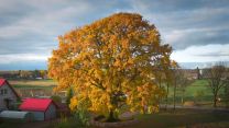 L’albero più bello d’Europa è in un villaggio segreto della Lituania