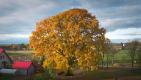 L’albero più bello d’Europa è in un villaggio segreto della Lituania