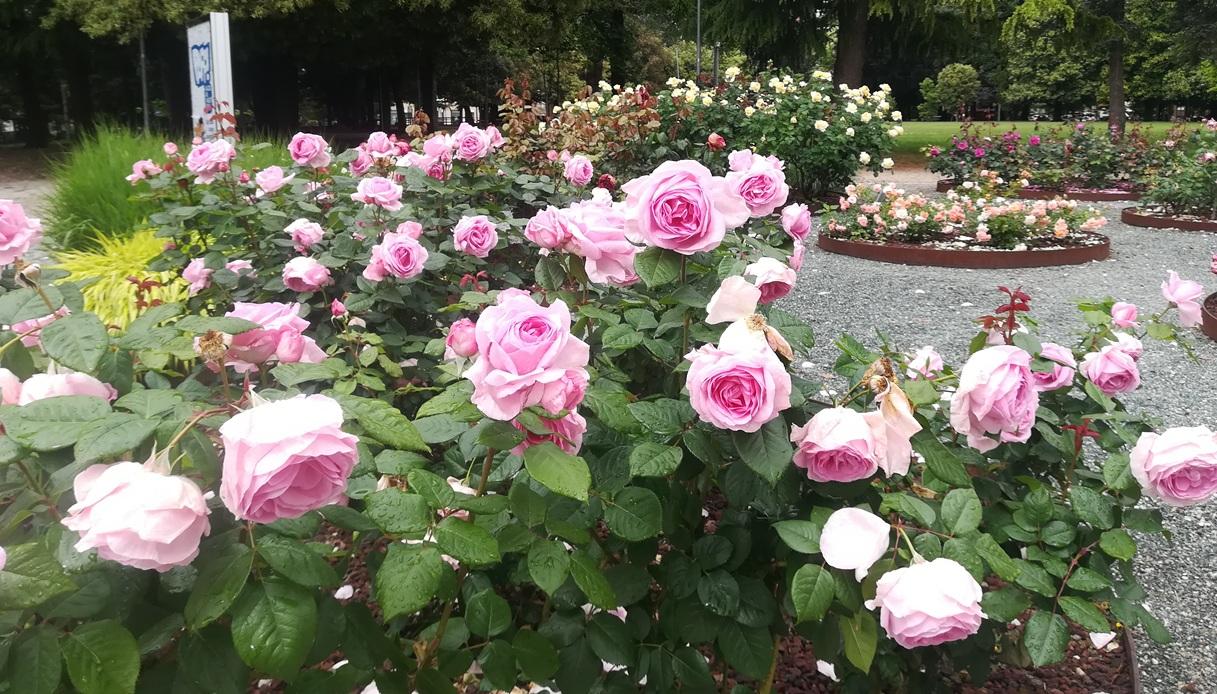 Il bellissimo Roseto Mira a Pordenone