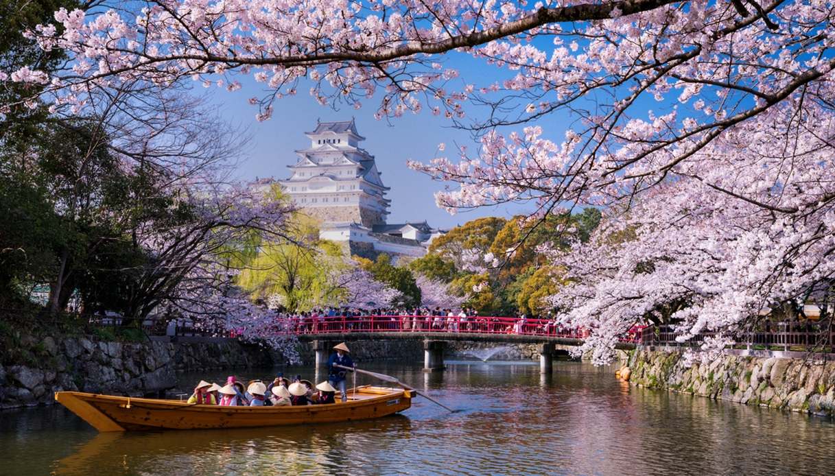 La magia dei sakura in Giappone