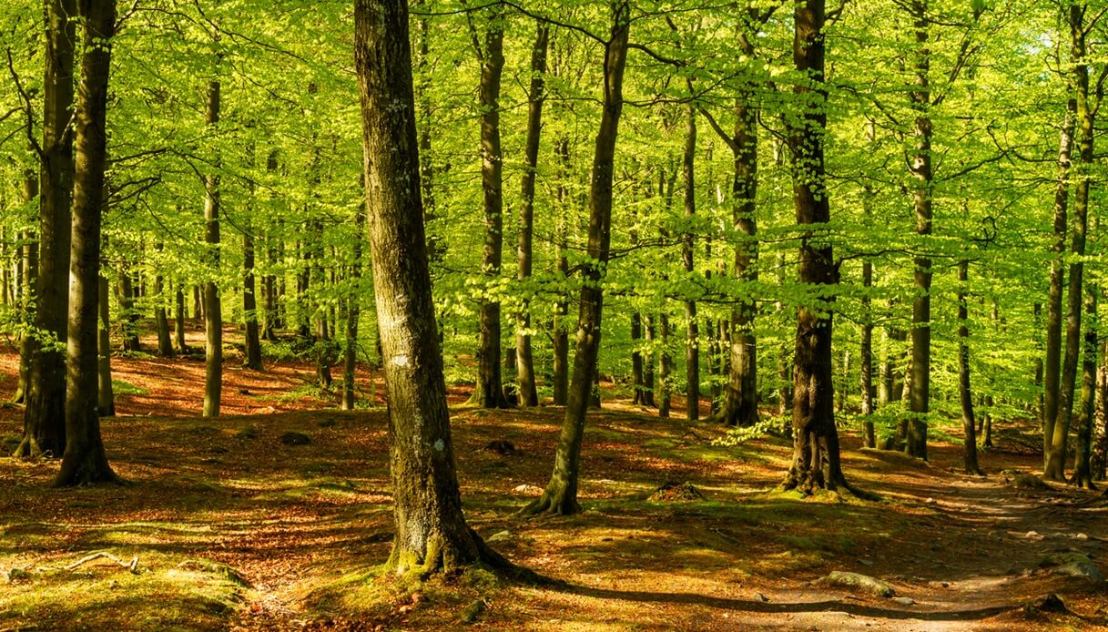 foresta faggio primavera italia