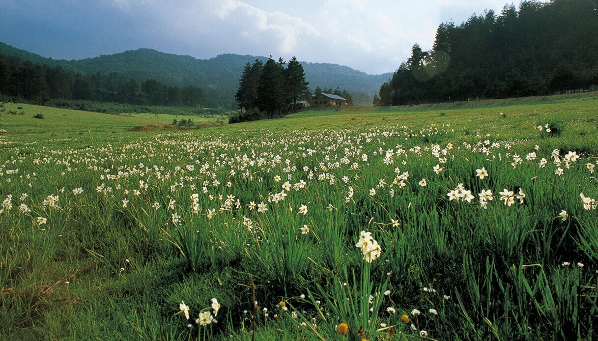 Parco Nazionale Sila Calabria Primavera fioritura Laghi
