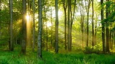 Le foreste di faggio più belle d’Italia da attraversare in primavera