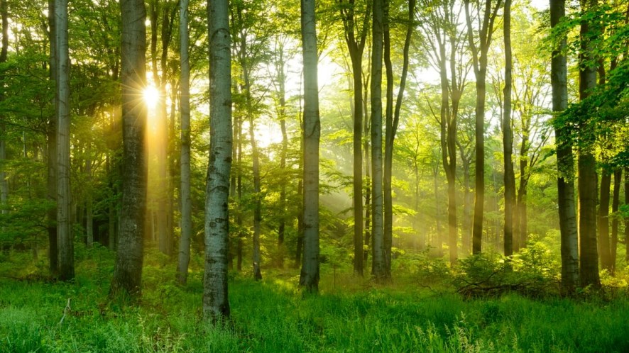 Le foreste di faggio più belle d’Italia da attraversare in primavera