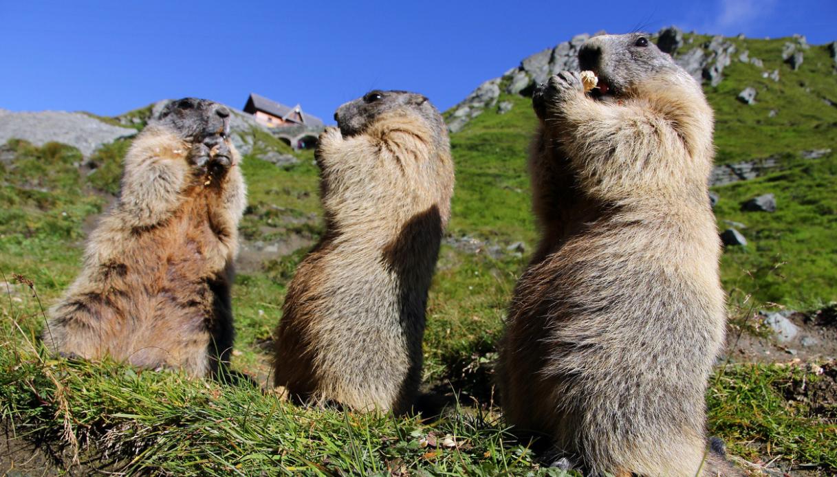Marmotte in Italia