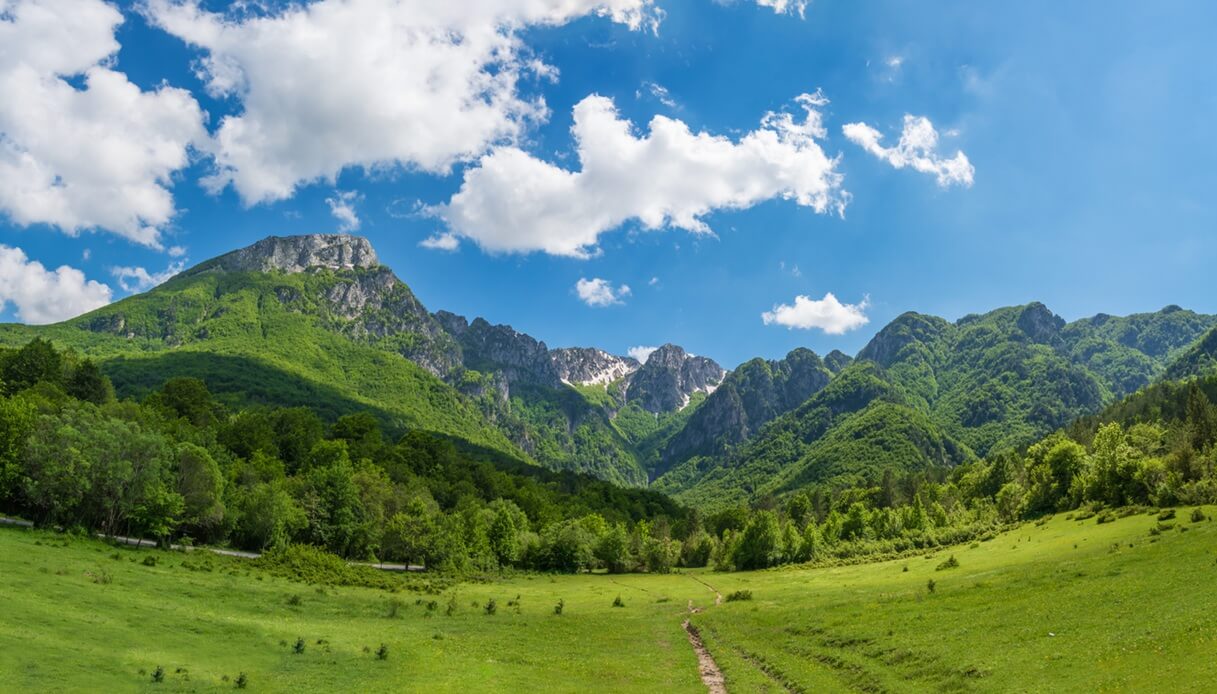 foresta faggio primavera italia
