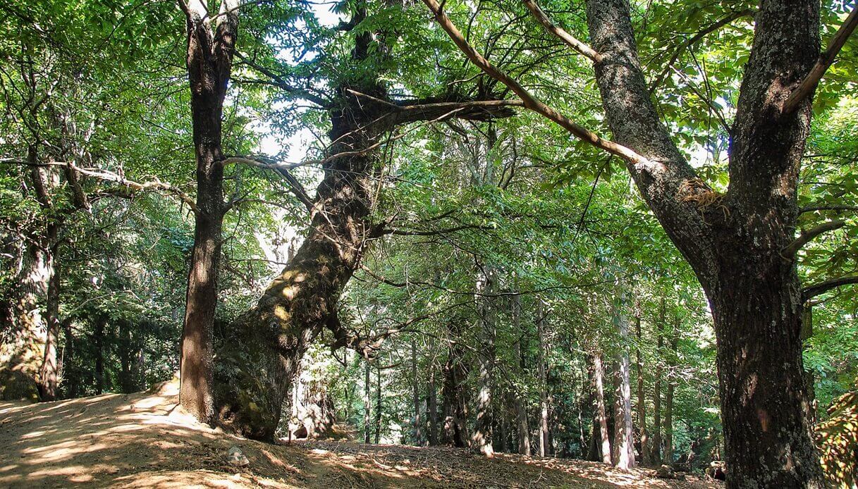Parco Nazionale Sila Calabria Primavera fioritura Laghi