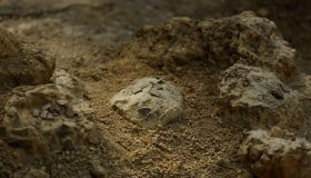 Scoperte oltre 100 uova di dinosauro in Francia: è il ritrovamento più importante al mondo