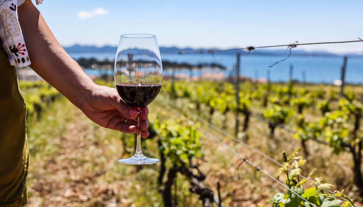 Vigneti nella Regione di Zara
