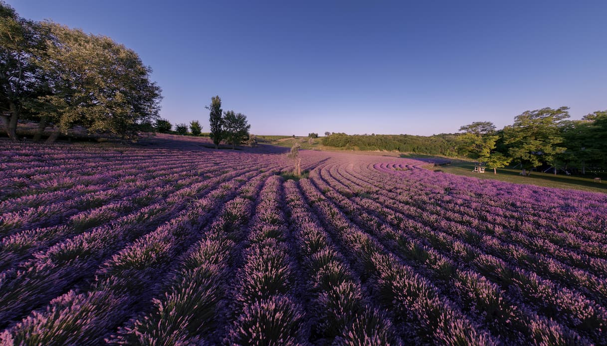 Balaton, lavanda