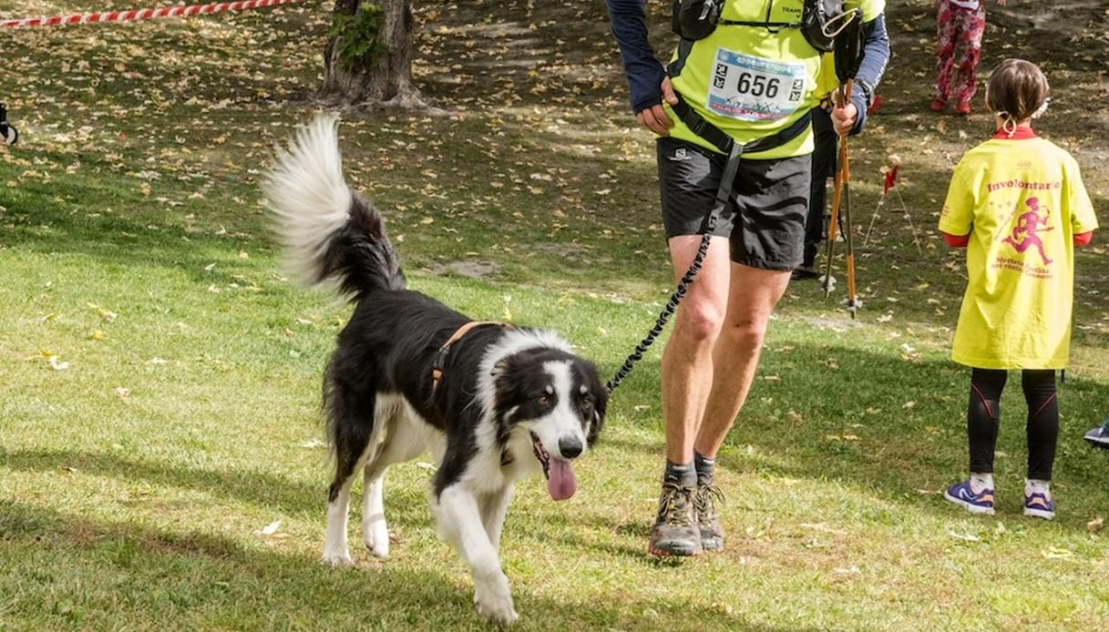 Dog Trail Gran San Bernardo