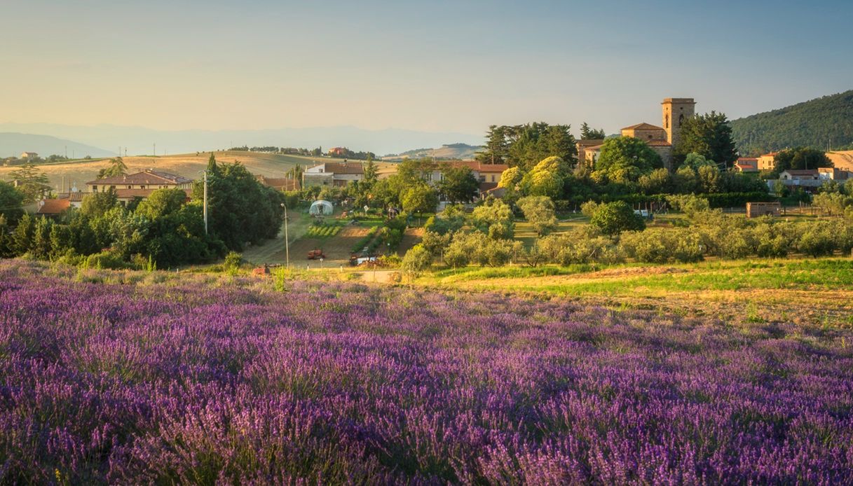 Lavanda in fiore nei pressi di Santa Luce, Toscana