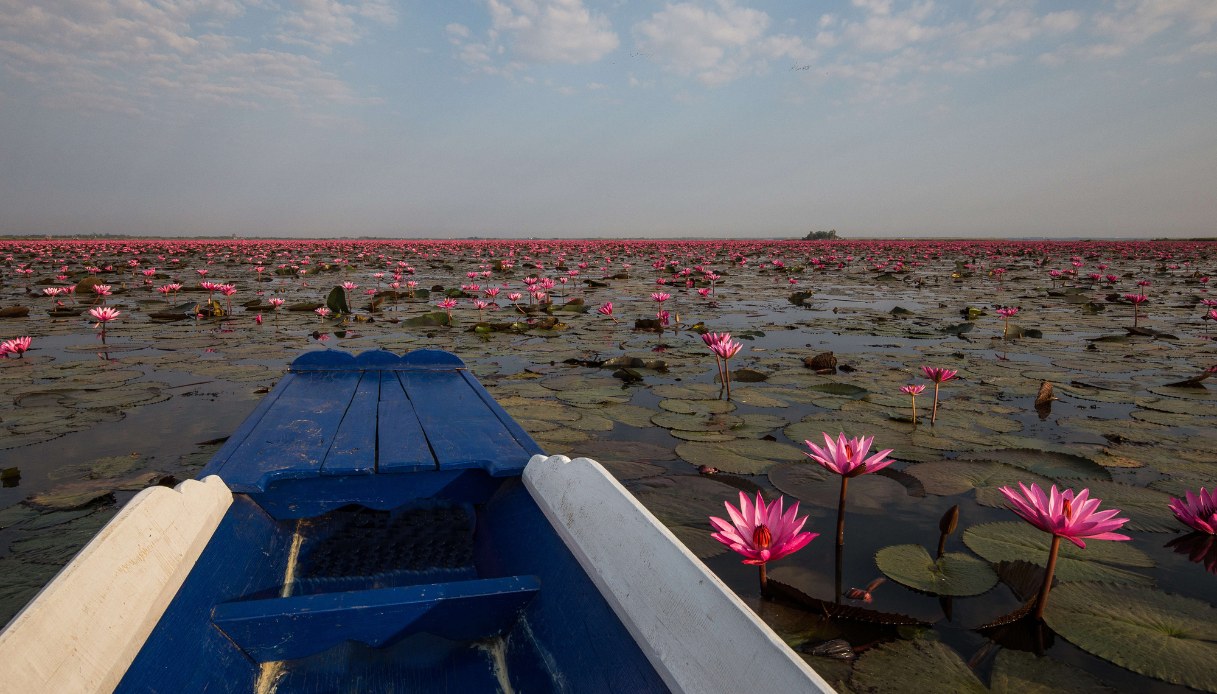 Red Lotus Sea, Thailandia