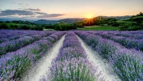 Le feste della lavanda più belle del 2026: i paesaggi viola da non perdere in Italia