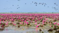 Il lago che si trasforma in un orizzonte rosa senza fine: Talay Bua Daeng, un incanto della Thailandia