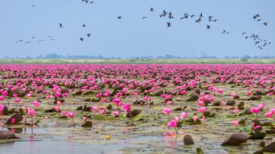Il lago che si trasforma in un orizzonte rosa senza fine: Talay Bua Daeng, un incanto della Thailandia