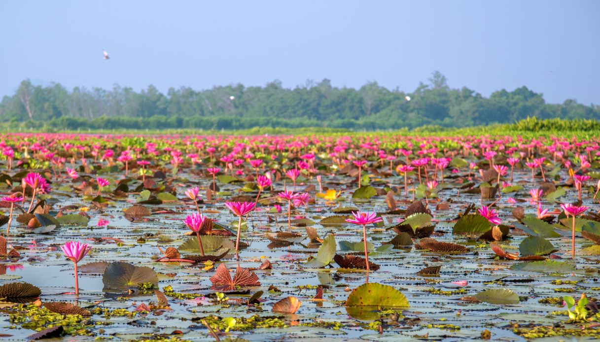 Thale Noi, Thailandia