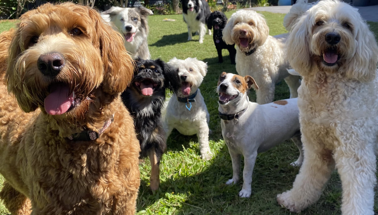 Sapevi che se parti da Fiumicino puoi lasciare il tuo cane in un relais?