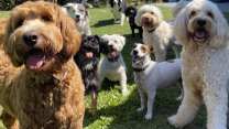 Sapevi che se parti da Fiumicino puoi lasciare il tuo cane in un relais?