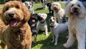 Sapevi che se parti da Fiumicino puoi lasciare il tuo cane in un relais?