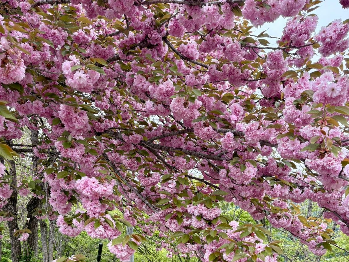 ciliegi in fiore Shirakawago