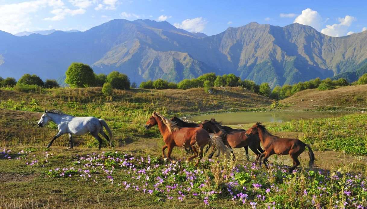 Cavalli nel Grande Caucaso nell'Azerbaigian